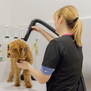 fotografía corporativa de peluquería canina en Valencia mostrando secado profesional de perro en salón canino