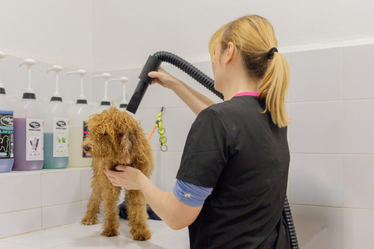 fotografía corporativa de peluquería canina en Valencia mostrando secado profesional de perro en salón canino
