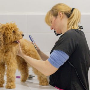 fotografía corporativa peluquería canina en Valencia mostrando cepillado profesional de perro en mesa de trabajo