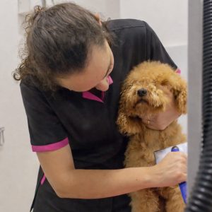 fotografía corporativa para peluquería canina en Valencia mostrando el trabajo con un perro